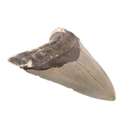 Buy your Authentic Megalodon Shark Tooth: The Apex Predator online now or in store at Forever Gems in Franschhoek, South Africa