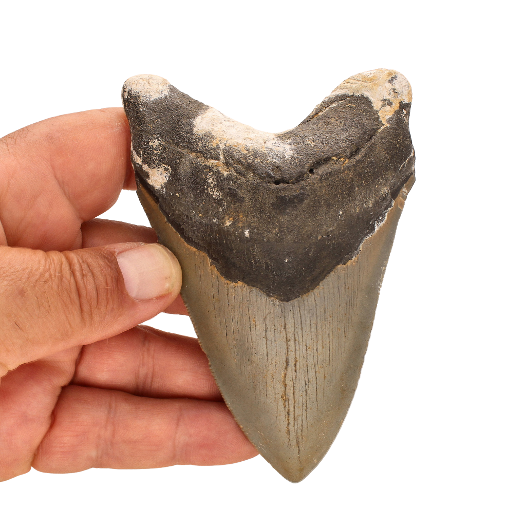Buy your Authentic Megalodon Shark Tooth: The Apex Predator online now or in store at Forever Gems in Franschhoek, South Africa