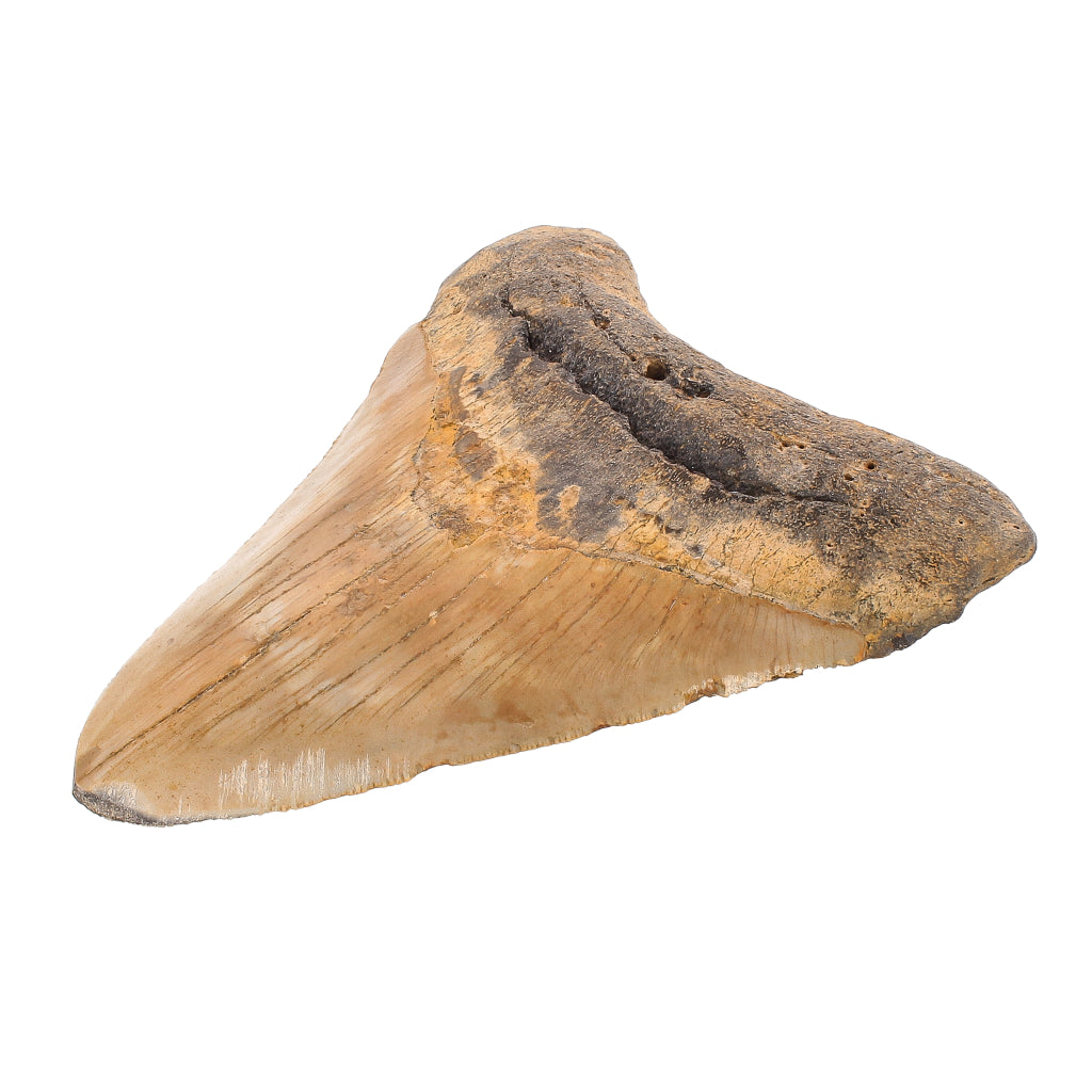 Buy your Authentic Megalodon Shark Tooth: Prehistoric Predator online now or in store at Forever Gems in Franschhoek, South Africa