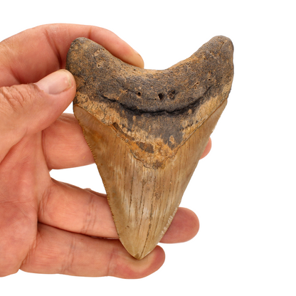 Buy your Authentic Megalodon Shark Tooth: Prehistoric Predator online now or in store at Forever Gems in Franschhoek, South Africa