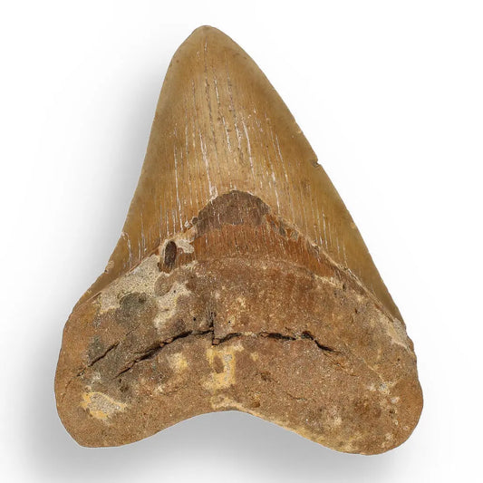 Buy your Authentic Megalodon Shark Tooth: Ancient Ocean Predator Relic online now or in store at Forever Gems in Franschhoek, South Africa