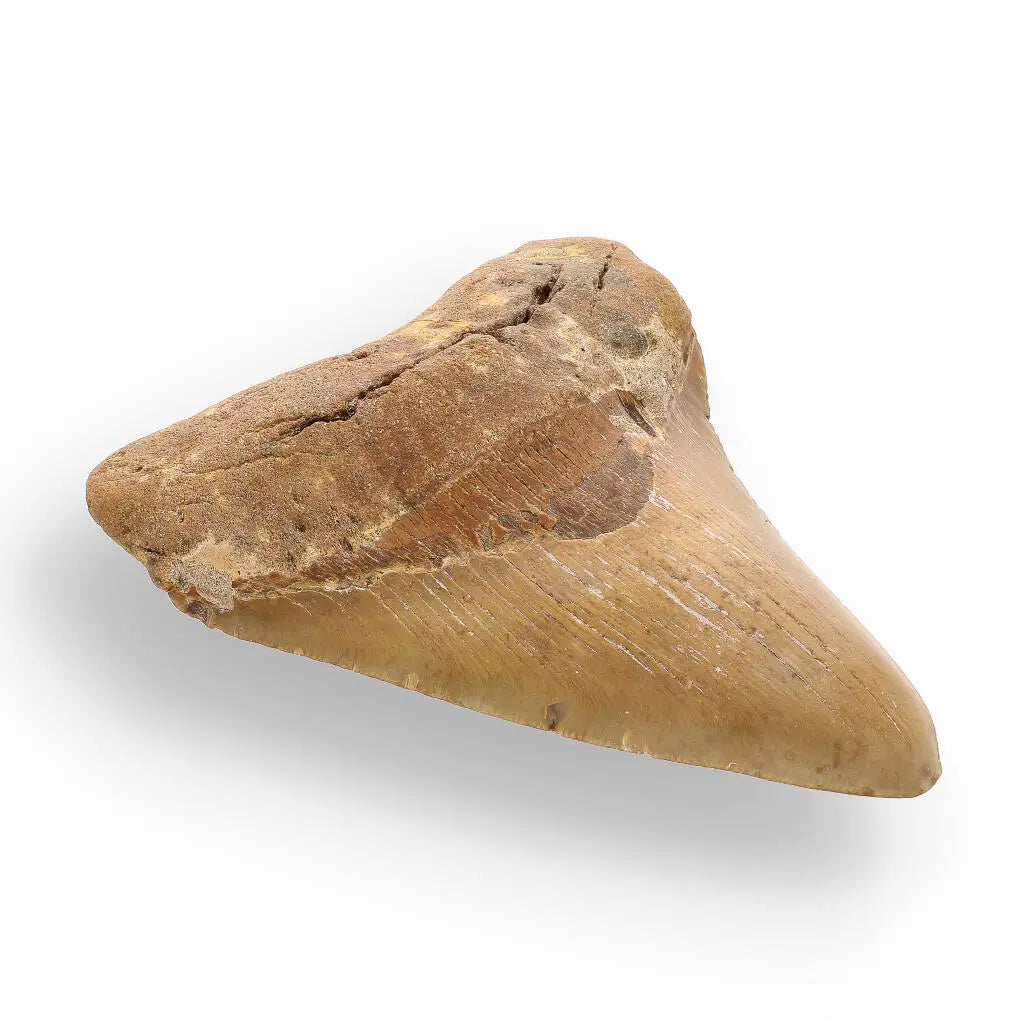 Buy your Authentic Megalodon Shark Tooth: Ancient Ocean Predator Relic online now or in store at Forever Gems in Franschhoek, South Africa