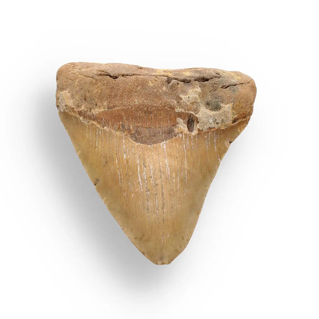 Buy your Authentic Megalodon Shark Tooth: Ancient Ocean Predator Relic online now or in store at Forever Gems in Franschhoek, South Africa