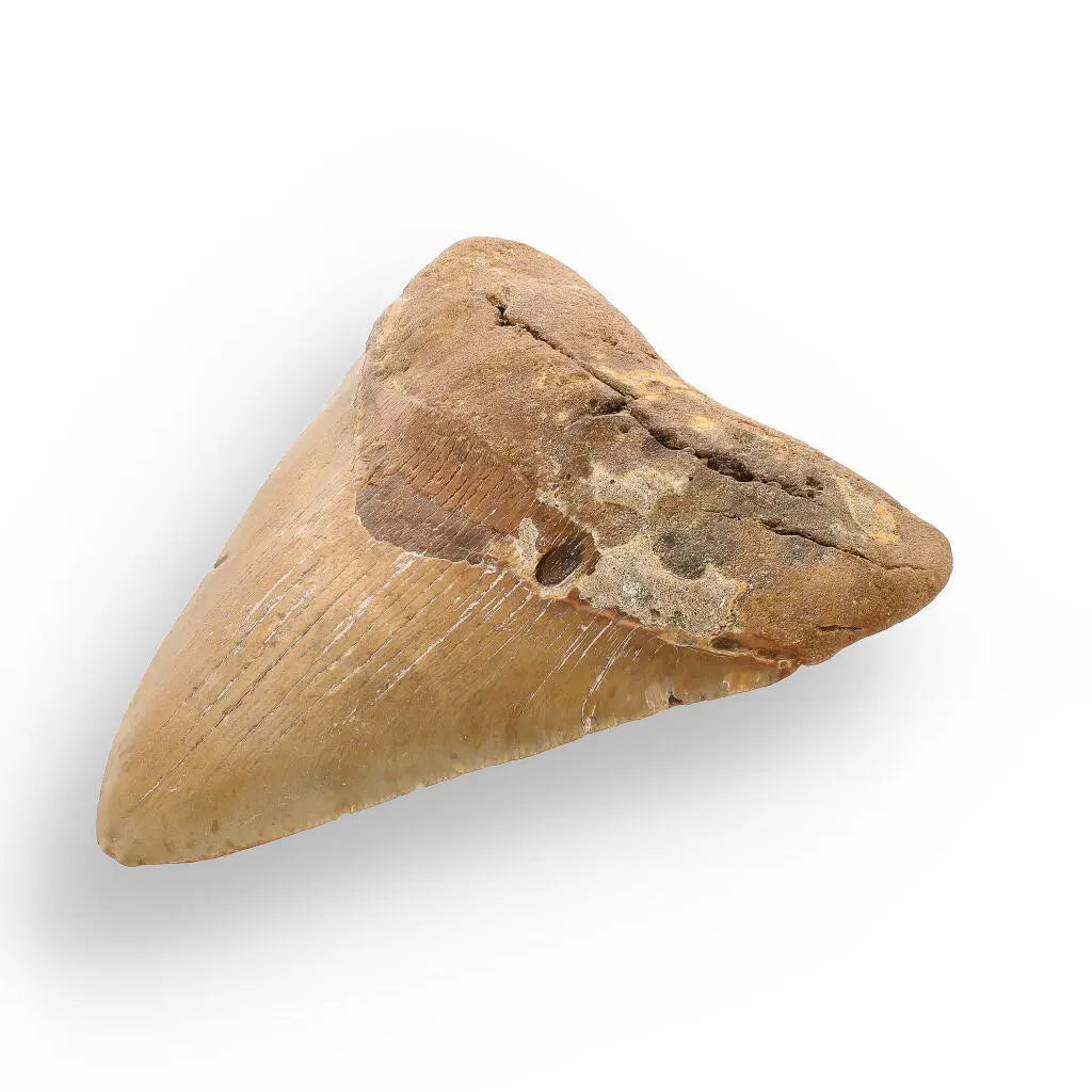 Buy your Authentic Megalodon Shark Tooth: Ancient Ocean Predator Relic online now or in store at Forever Gems in Franschhoek, South Africa