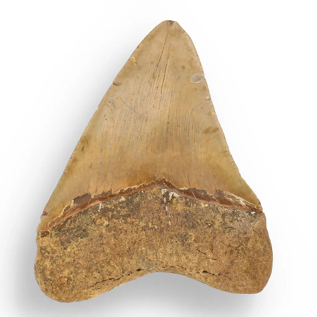Buy your Authentic Megalodon Shark Tooth: Ancient Ocean Predator Relic online now or in store at Forever Gems in Franschhoek, South Africa