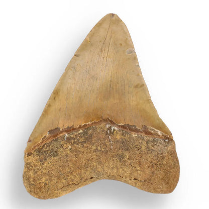 Buy your Authentic Megalodon Shark Tooth: Ancient Ocean Predator Relic online now or in store at Forever Gems in Franschhoek, South Africa