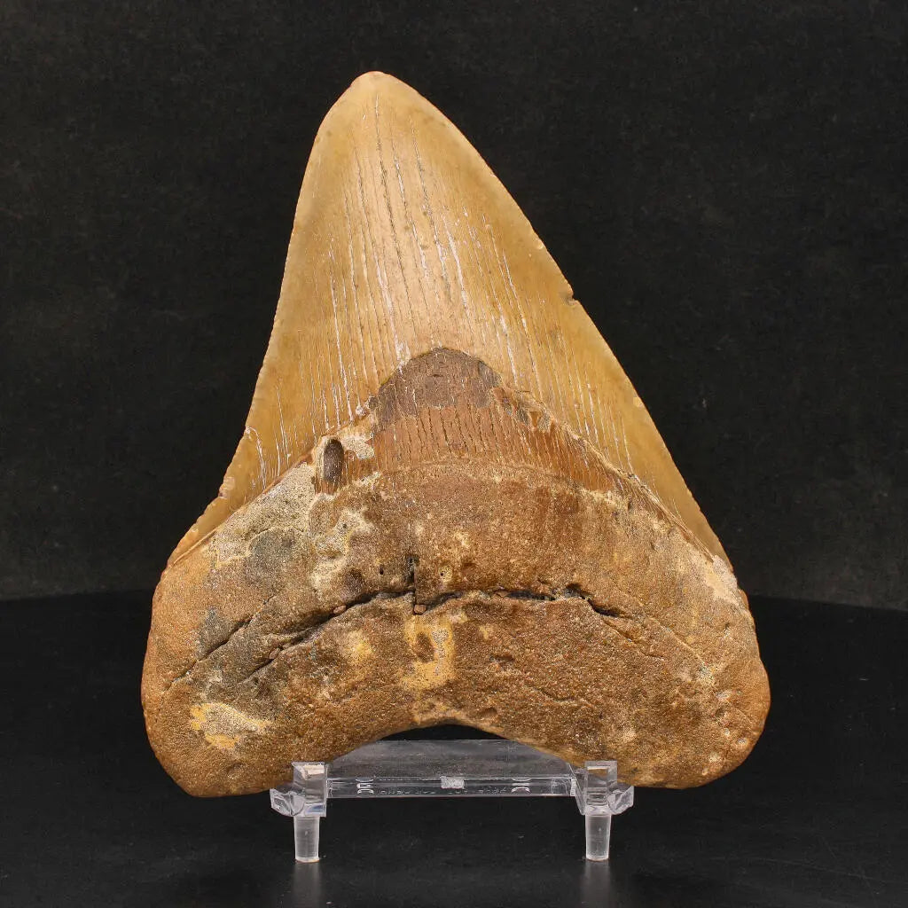 Buy your Authentic Megalodon Shark Tooth: Ancient Ocean Predator Relic online now or in store at Forever Gems in Franschhoek, South Africa