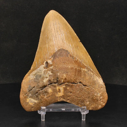 Buy your Authentic Megalodon Shark Tooth: Ancient Ocean Predator Relic online now or in store at Forever Gems in Franschhoek, South Africa