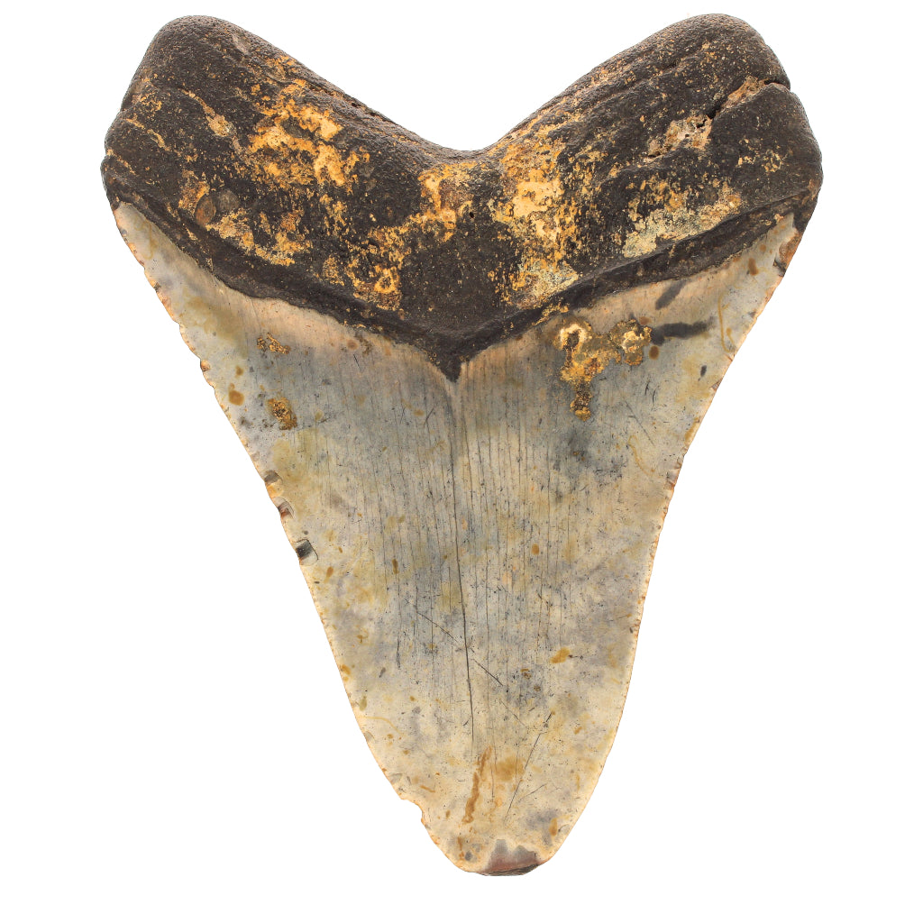 Buy your Authentic Megalodon Shark Tooth: Apex Prehistoric Predator online now or in store at Forever Gems in Franschhoek, South Africa