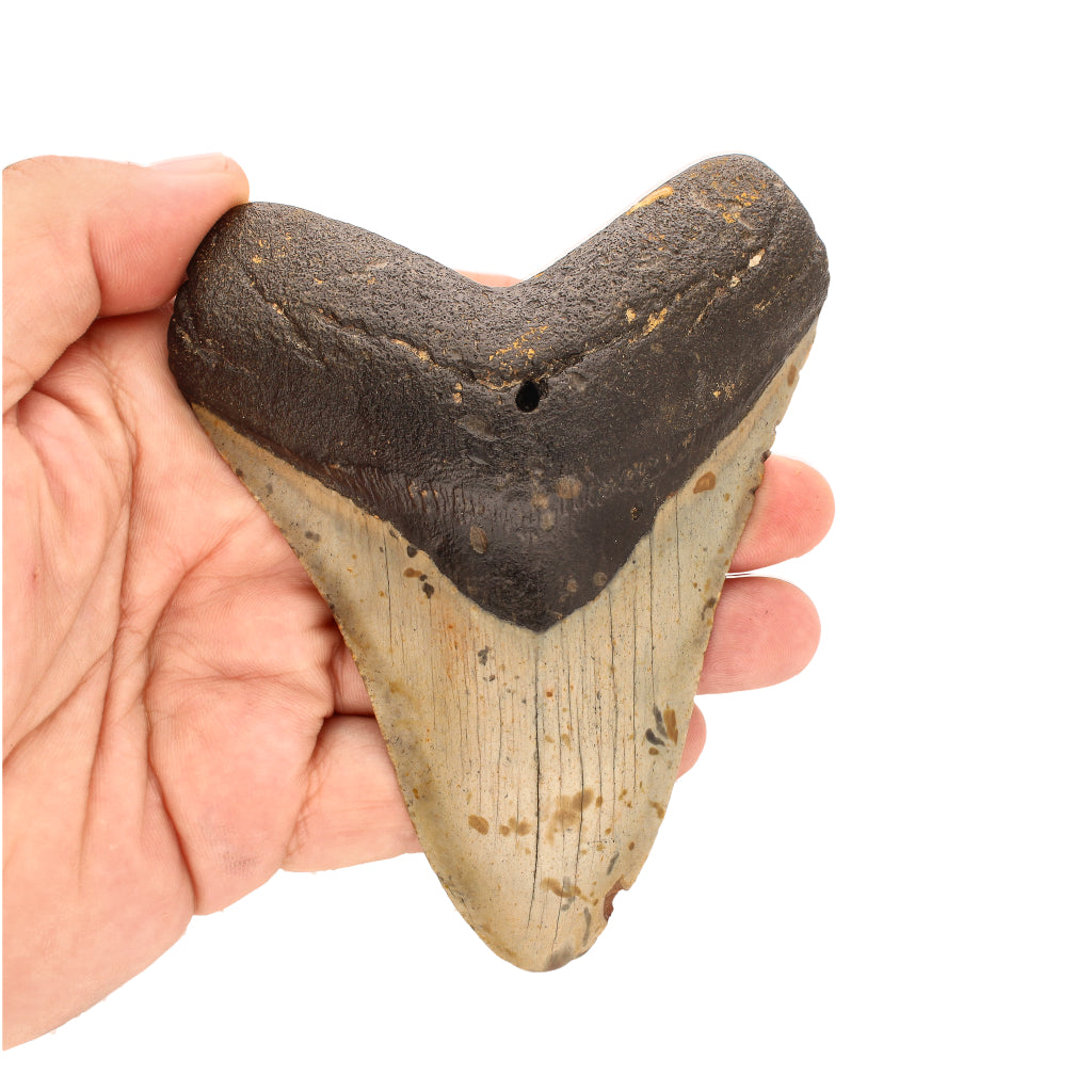 Buy your Authentic Megalodon Shark Tooth: Apex Prehistoric Predator online now or in store at Forever Gems in Franschhoek, South Africa