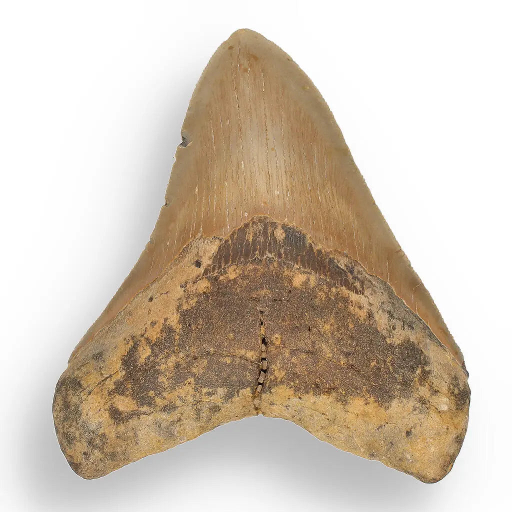 Buy your Authentic Megalodon Shark Tooth: A Jaw-Dropping Prehistoric Find online now or in store at Forever Gems in Franschhoek, South Africa