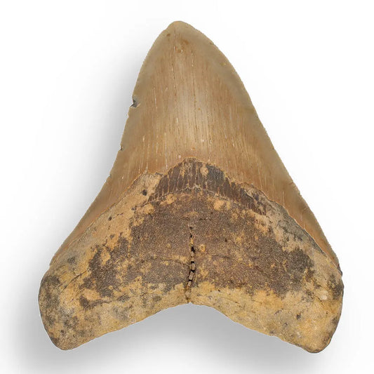 Buy your Authentic Megalodon Shark Tooth: A Jaw-Dropping Prehistoric Find online now or in store at Forever Gems in Franschhoek, South Africa