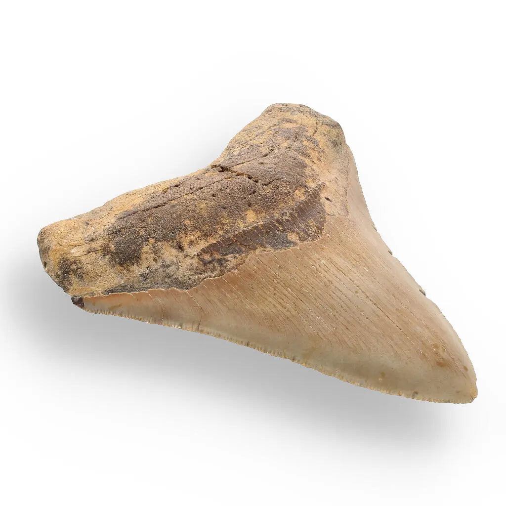 Buy your Authentic Megalodon Shark Tooth: A Jaw-Dropping Prehistoric Find online now or in store at Forever Gems in Franschhoek, South Africa
