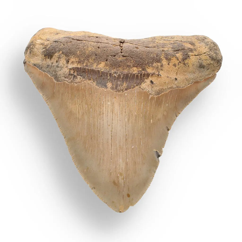 Buy your Authentic Megalodon Shark Tooth: A Jaw-Dropping Prehistoric Find online now or in store at Forever Gems in Franschhoek, South Africa
