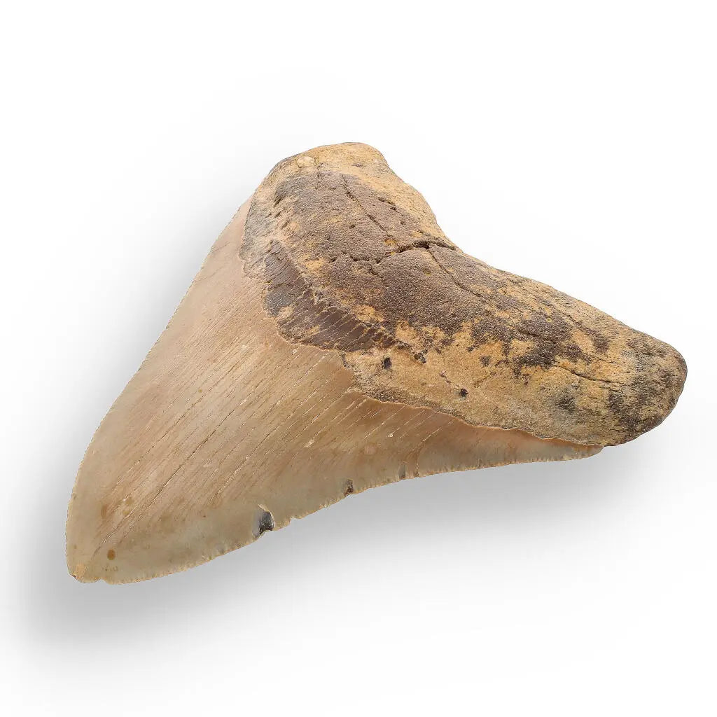 Buy your Authentic Megalodon Shark Tooth: A Jaw-Dropping Prehistoric Find online now or in store at Forever Gems in Franschhoek, South Africa