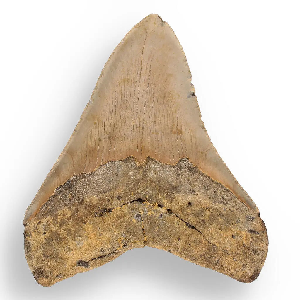 Buy your Authentic Megalodon Shark Tooth: A Jaw-Dropping Prehistoric Find online now or in store at Forever Gems in Franschhoek, South Africa