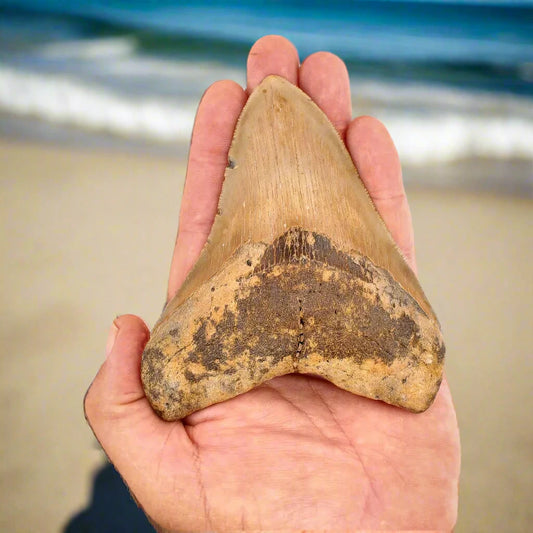 Buy your Authentic Megalodon Shark Tooth: A Jaw-Dropping Prehistoric Find online now or in store at Forever Gems in Franschhoek, South Africa