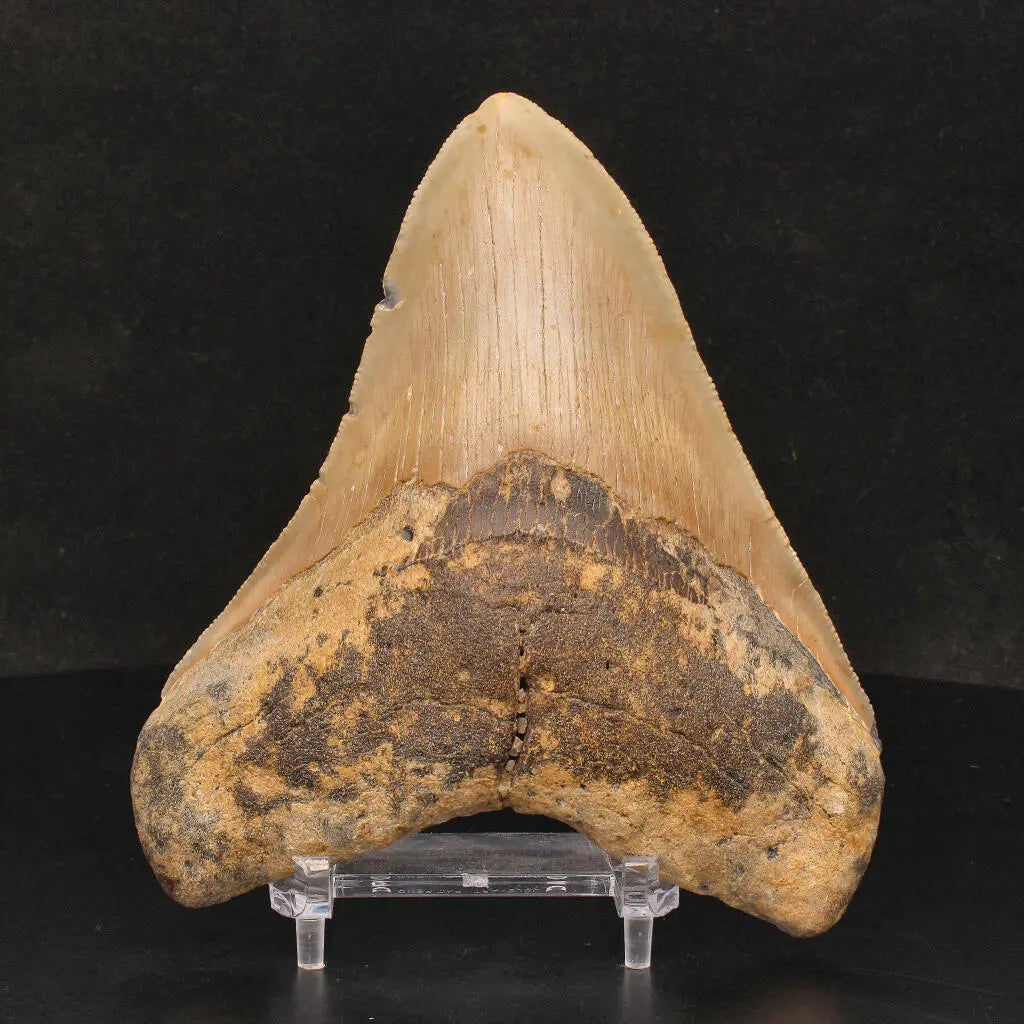Buy your Authentic Megalodon Shark Tooth: A Jaw-Dropping Prehistoric Find online now or in store at Forever Gems in Franschhoek, South Africa
