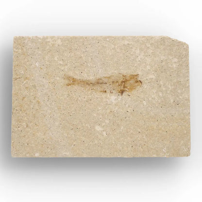 Get your Natural Limestone Knightia Fish Fossil – Kemmerer, Wyoming online now or in store at Forever Gems in Franschhoek, South Africa