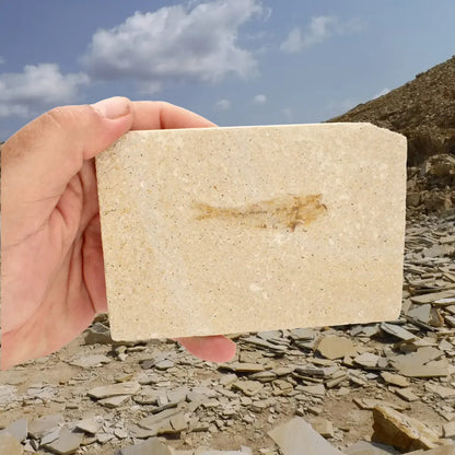 Get your Natural Limestone Knightia Fish Fossil – Kemmerer, Wyoming online now or in store at Forever Gems in Franschhoek, South Africa