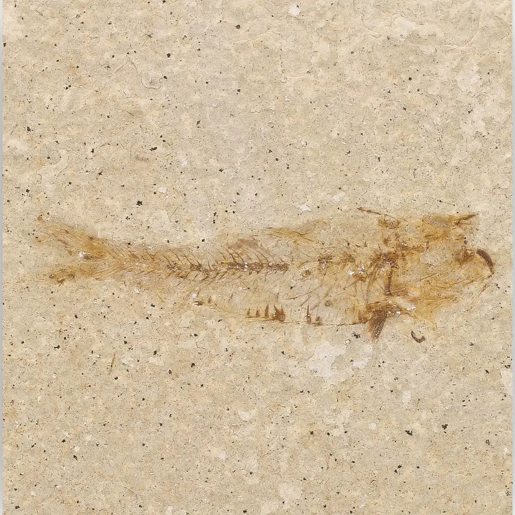 Get your Natural Limestone Knightia Fish Fossil – Kemmerer, Wyoming online now or in store at Forever Gems in Franschhoek, South Africa