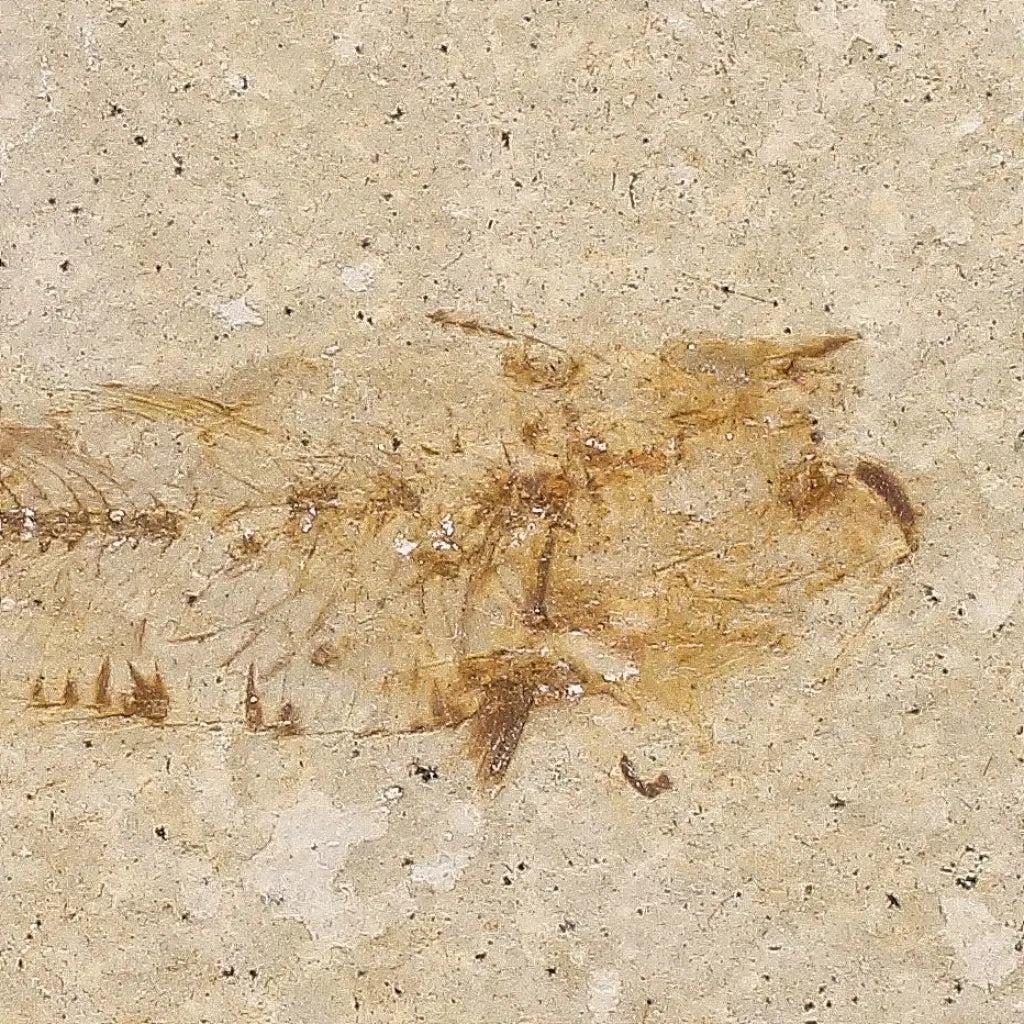 Get your Natural Limestone Knightia Fish Fossil – Kemmerer, Wyoming online now or in store at Forever Gems in Franschhoek, South Africa