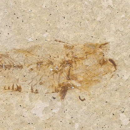 Get your Natural Limestone Knightia Fish Fossil – Kemmerer, Wyoming online now or in store at Forever Gems in Franschhoek, South Africa