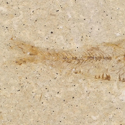 Get your Natural Limestone Knightia Fish Fossil – Kemmerer, Wyoming online now or in store at Forever Gems in Franschhoek, South Africa