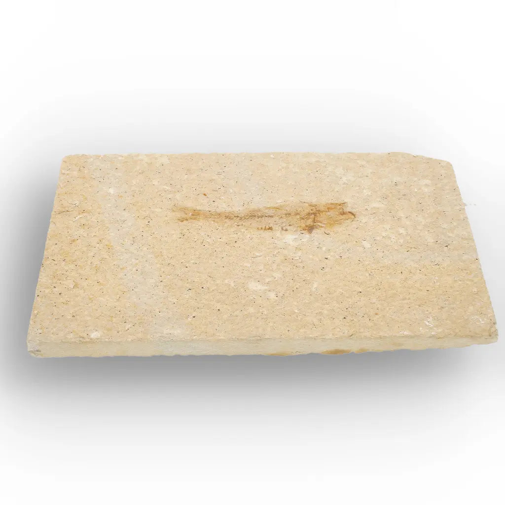 Get your Natural Limestone Knightia Fish Fossil – Kemmerer, Wyoming online now or in store at Forever Gems in Franschhoek, South Africa