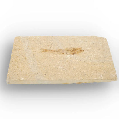 Get your Natural Limestone Knightia Fish Fossil – Kemmerer, Wyoming online now or in store at Forever Gems in Franschhoek, South Africa