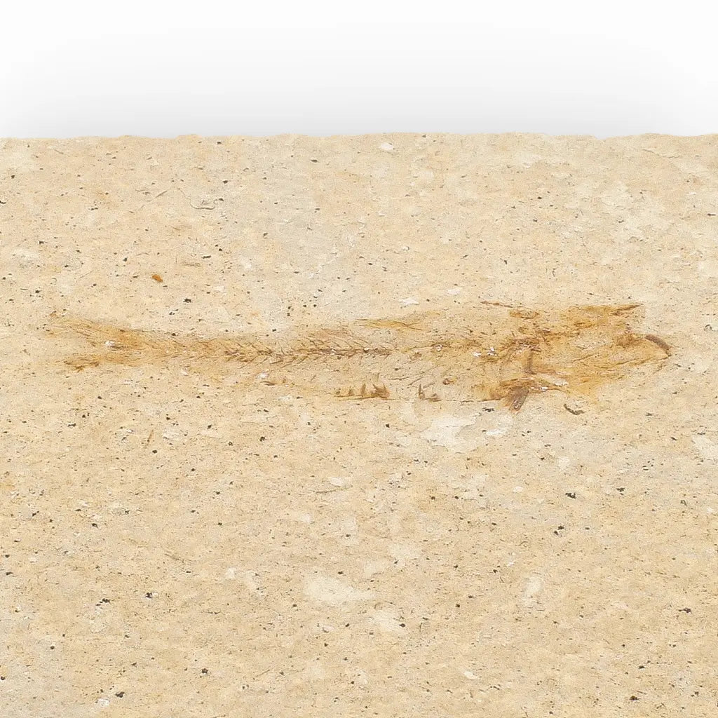 Get your Natural Limestone Knightia Fish Fossil – Kemmerer, Wyoming online now or in store at Forever Gems in Franschhoek, South Africa