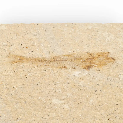 Get your Natural Limestone Knightia Fish Fossil – Kemmerer, Wyoming online now or in store at Forever Gems in Franschhoek, South Africa