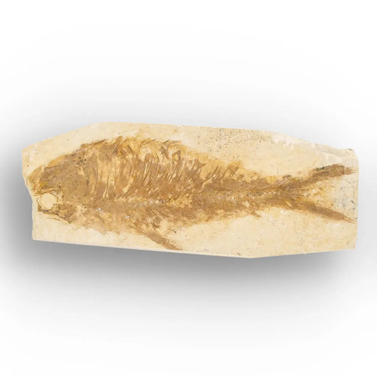 Get your Green River Formation Fish Fossil – Authentic Kemmerer Wyoming Limestone Specimen online now or in store at Forever Gems in Franschhoek, South Africa