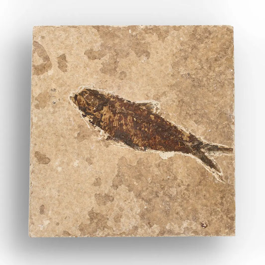 Get your Eocene Knightia Fish Fossil from Fossil Lake, Wyoming online now or in store at Forever Gems in Franschhoek, South Africa