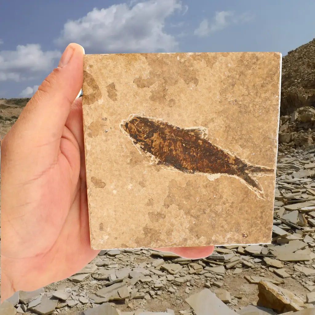 Eocene Knightia Fish Fossil from Fossil Lake, Wyoming