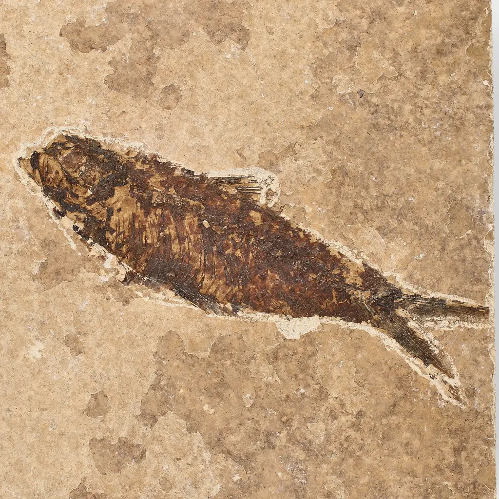 Eocene Knightia Fish Fossil from Fossil Lake, Wyoming
