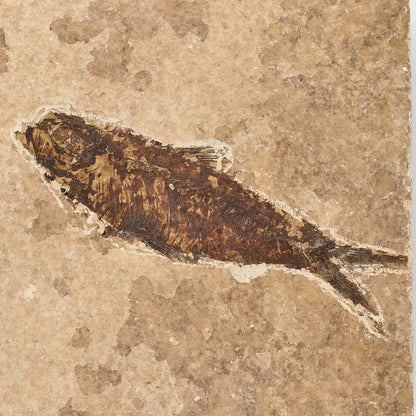Eocene Knightia Fish Fossil from Fossil Lake, Wyoming