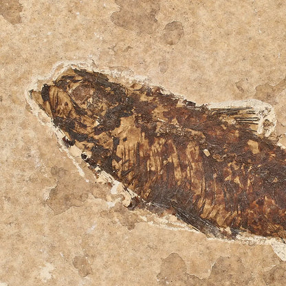 Eocene Knightia Fish Fossil from Fossil Lake, Wyoming