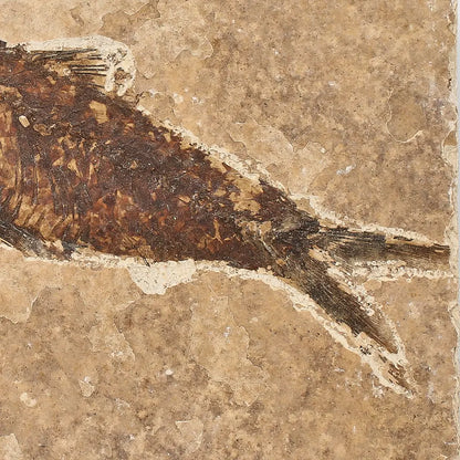 Eocene Knightia Fish Fossil from Fossil Lake, Wyoming