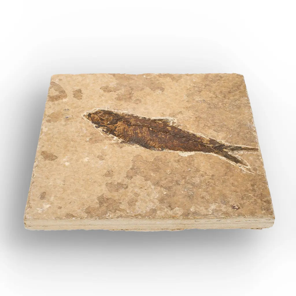 Eocene Knightia Fish Fossil from Fossil Lake, Wyoming