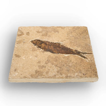 Eocene Knightia Fish Fossil from Fossil Lake, Wyoming