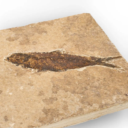Eocene Knightia Fish Fossil from Fossil Lake, Wyoming