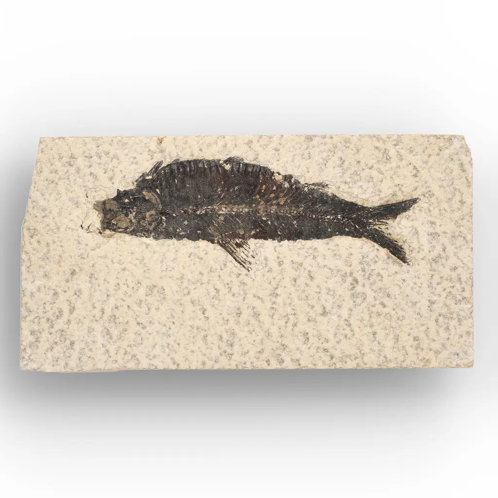 50 Million Year Old Knightia Fish Fossil – Green River Formation