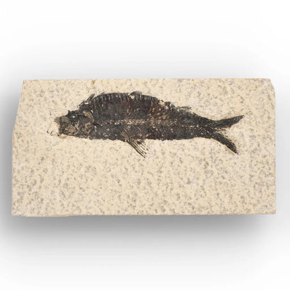 50 Million Year Old Knightia Fish Fossil – Green River Formation