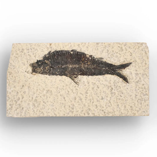 Get your 50 Million Year Old Knightia Fish Fossil – Green River Formation online now or in store at Forever Gems in Franschhoek, South Africa