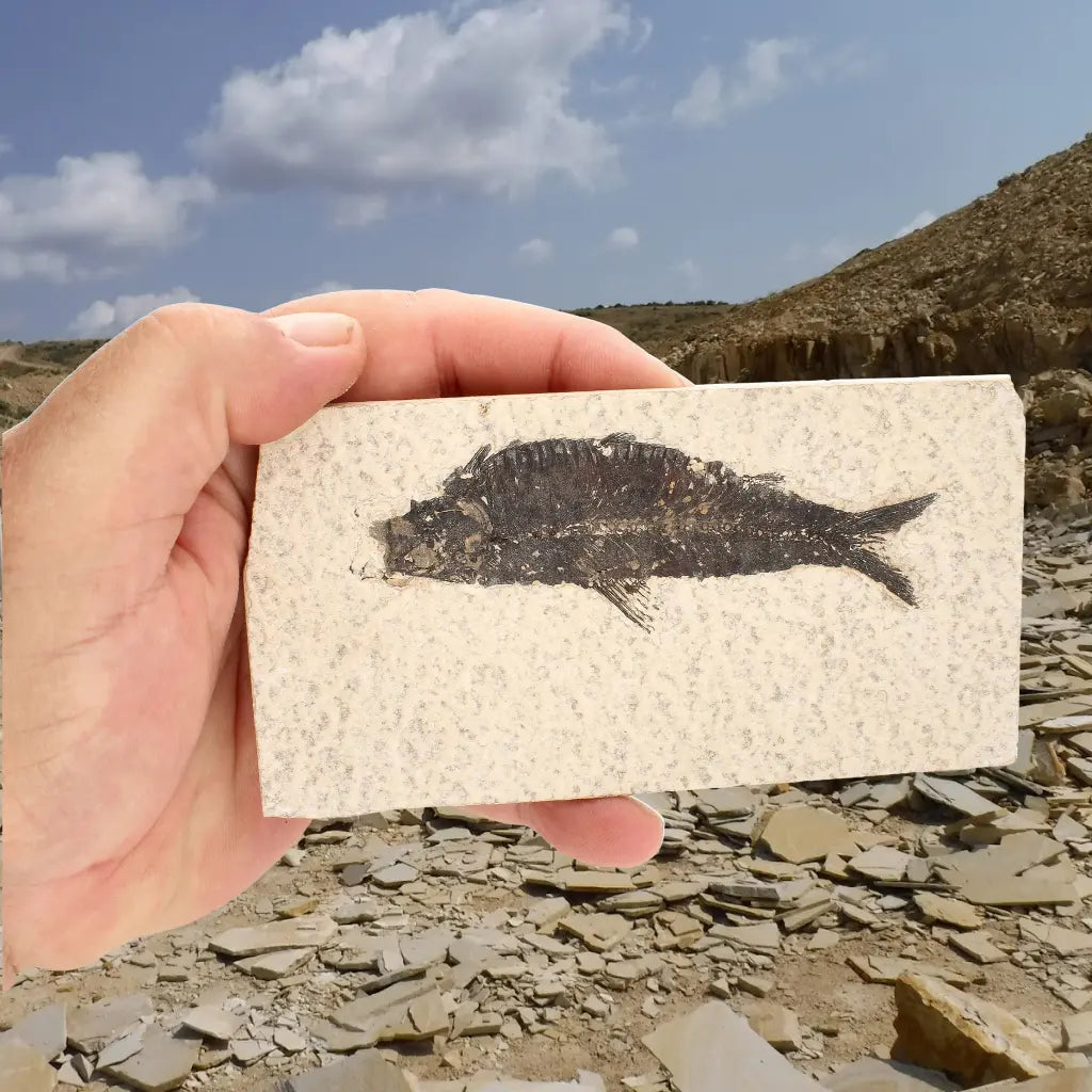 50 Million Year Old Knightia Fish Fossil – Green River Formation