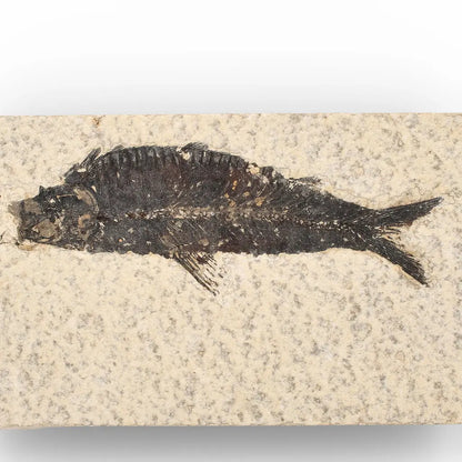 50 Million Year Old Knightia Fish Fossil – Green River Formation