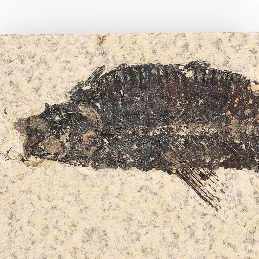 50 Million Year Old Knightia Fish Fossil – Green River Formation