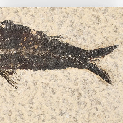 50 Million Year Old Knightia Fish Fossil – Green River Formation