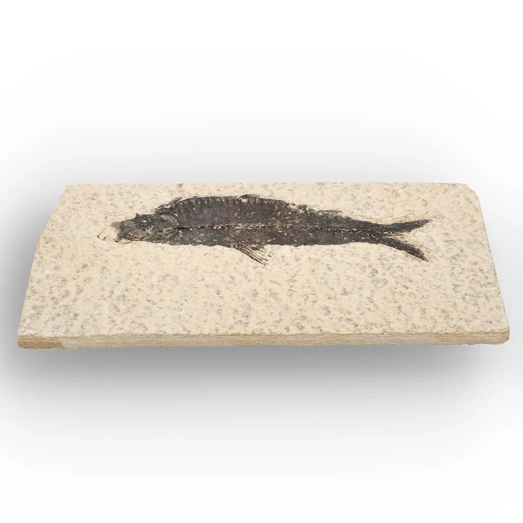 50 Million Year Old Knightia Fish Fossil – Green River Formation